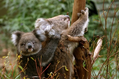Koalaer i Australien