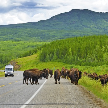 Bisonflok krydser vej i Alaska
