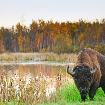 Bison i Elk Island National Park i Alberta, Canada