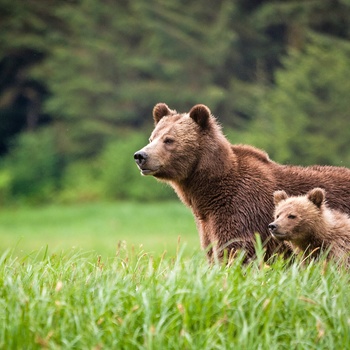 Grizzlybjørn med unge, British Columbia i Canada