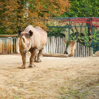 Frankfurt Zoo, Tyskland