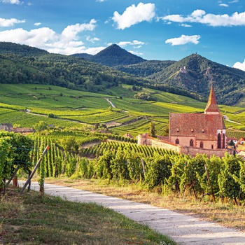 Vinmarker langs vinruten i Alsace, Frankrig