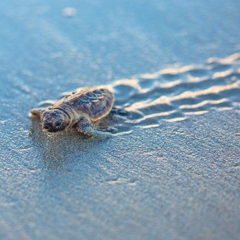 Lille havskildpaddeunge på en strand og på vej ud mod havet