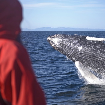 Pukkelhval set på hvalsafari i Island