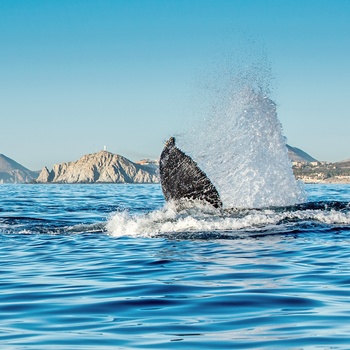 På hvalsafari og hvaler der boltrer sig, Island