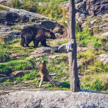 Bjørnepark i Norge