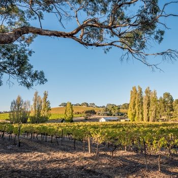 Vingård i vinområdet McLarren Vale – South Australia
