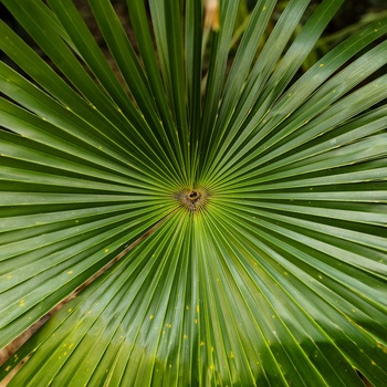En af mange tropiske planter i Sunken Gardens, St. Petersburg - Photo by Mick Haupt on Unsplash