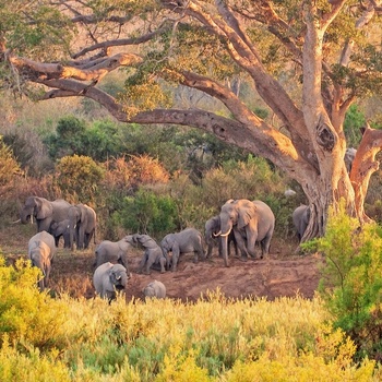 Rejs til Sydafrika og oplev elefanter m.m. på safari