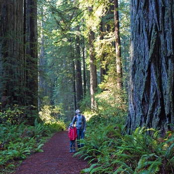 USA Californien Redwoods State Park