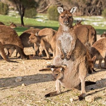 Kænguruer på Kangaroo Island i Australien