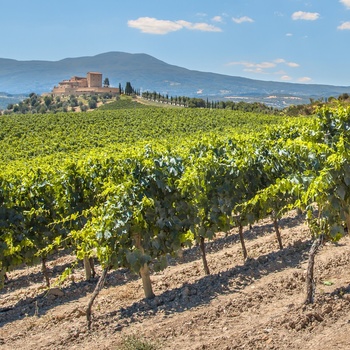 Vinområdet Chianti i Toscana