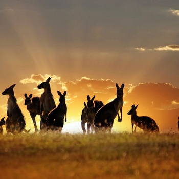 Måske er du heldig at opleve kænguruer på rejse til Australien