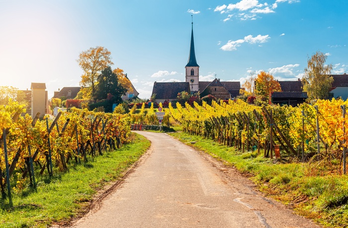 Vej gennem vinmarker der omgiver byen Mittelbergheim i Alsace, Frankrig