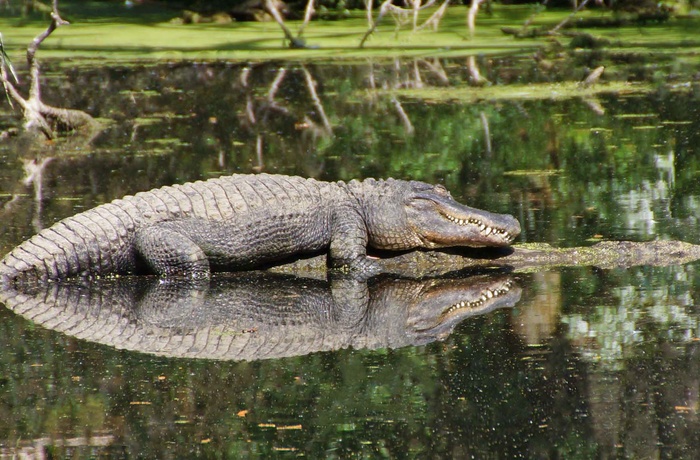 Alligator i Ellie Schiller Homosassa Springs Wildlife State Park - Foto kredit: Florida State Parks