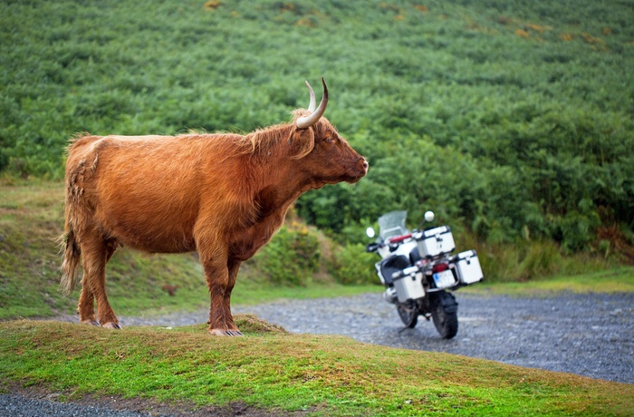Motorcykel og langhåret ko - Skotland