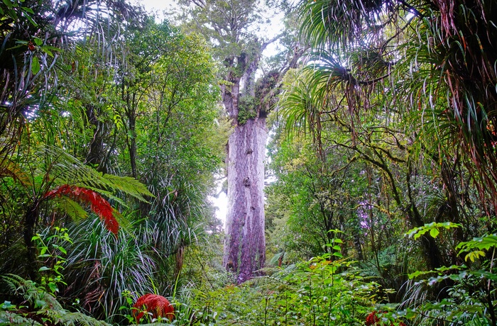 Waipoua Kauri Forest – gammel regnskov på Nordøen i New Zealand