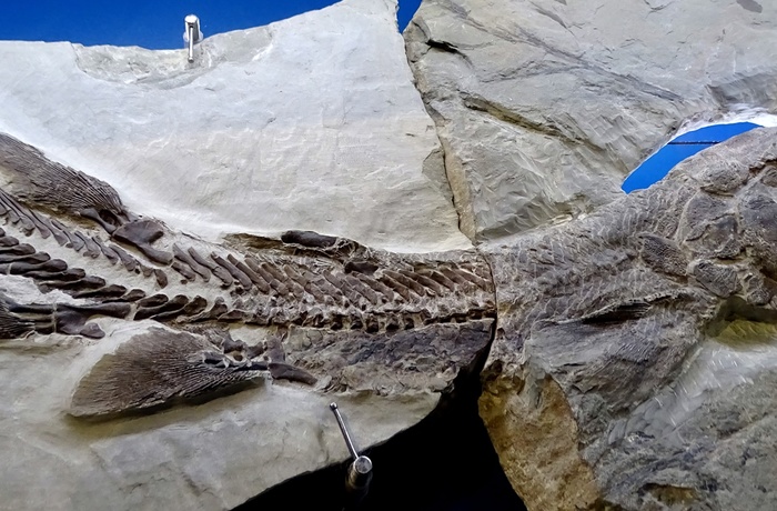 Fossil fundet i Miguasha National Park i Quebec, Canada