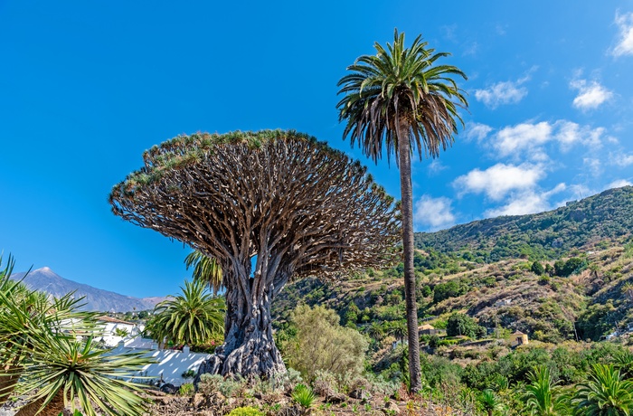 Dragetræet i byen Icod de los Vinos på Tenerife