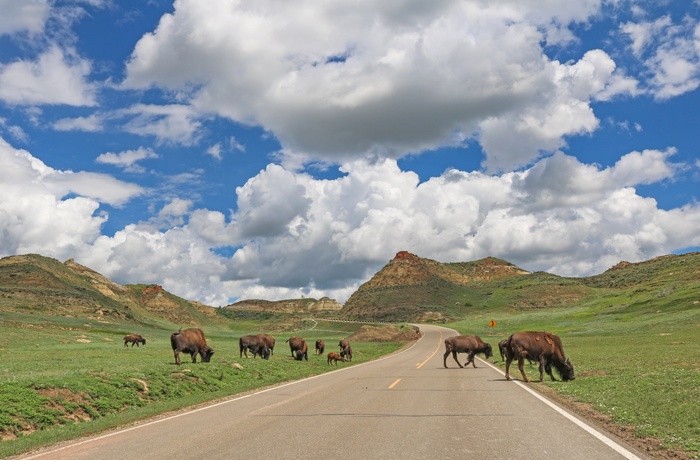 Bison i Theodore Roosevelt National Park i North Dakota