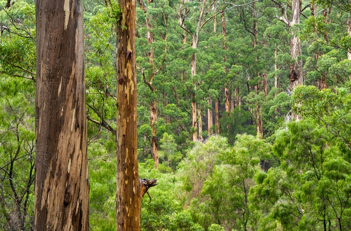 Skov i Western Australia med Karri træer, Australien