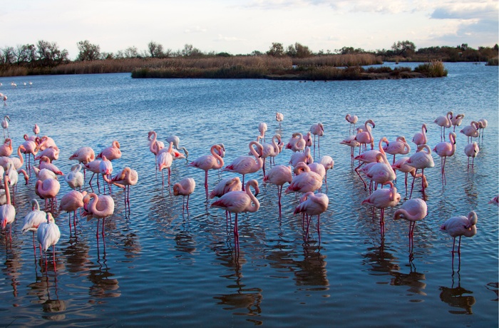 Flamingoer i vådområdet ved Saintes Maries-de-la-mer, Frankrig