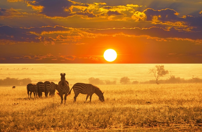 Zebraer ved solnedgang i Sydafrika