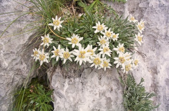 Edelweiss blomster i Østrig