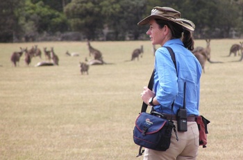 På udkig efter kænguruer