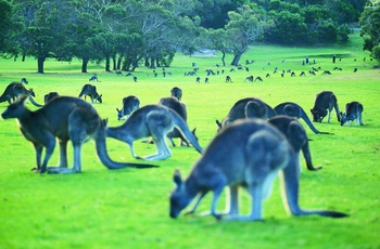 Kænguruer