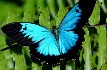 Olysses Blue Butterfly