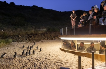 Penguin Parade på Phillip Island, Victoria i Australien