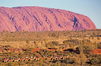 Turister på kameler ved Uluru (Ayers Rock) i Northern Territory - Australien - 