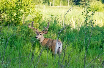 Hjort i Elk Island National Park i Alberta, Canada