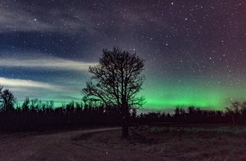 Nordlys og stjernehimmel i Elk Island National Park i Alberta, Canada