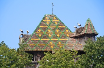 Storke i Alsace