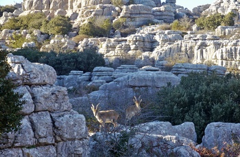 Klippeformationer og geder i naturreservatet El Torcal, Andalusien