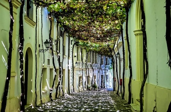 Smal gade overdækket med grønne blade i Jerez de la Frontera, Andalusien