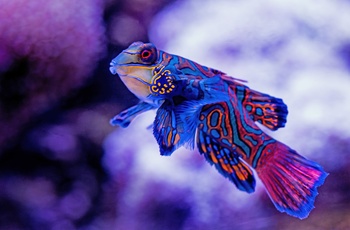 Der er masser at se på i Cairns Aquarium - Queensland i Australien