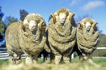 Merino fåret der blev importeret til Australien i slutningen af 1700-tallet