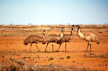 Emu i den australske outback - Australien