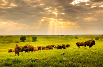 Den amerikanske bison er Kansas "statsdyr"