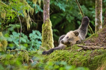 Grizzlybjørn slapper af, British Columbia i Canada