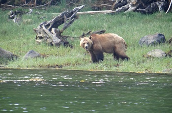 Bjørn set på udflugt fra Knight Inlet, British Columbia i Canada