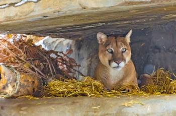 Puma i Calgary Zoo, Alberta i Canada