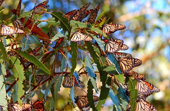 Monarch Butterfly Grove nær Pismo Beach i Californien