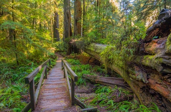 Redwood National and State Parks i Californien, USA