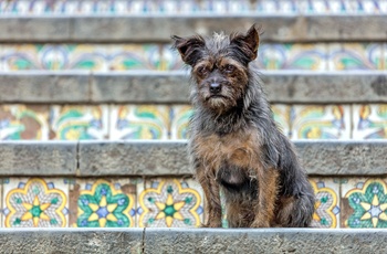Sød hund på keramiktrappen Scalinata di Santa Maria del Monte