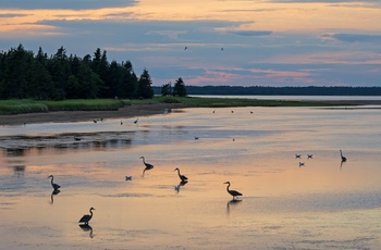 Trækfugle i Kouchibouguac National Park, New Brunswick i Canada