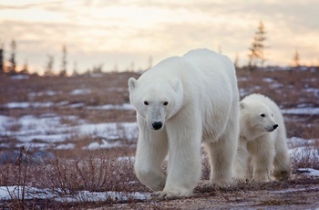 Isbjørn med unge i provinsen Manitoba, Canada